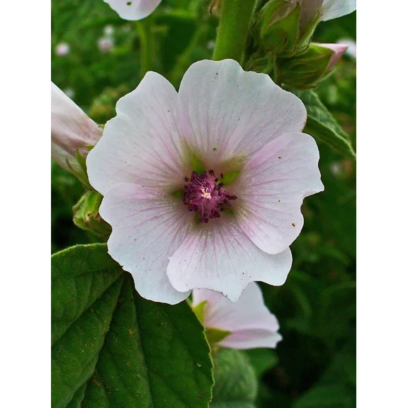 Marshmallow Plant Seeds - Althaea officinalis | Heirloom Herb for Edible & Med Use