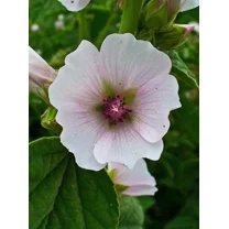 Marshmallow Plant Seeds - Althaea officinalis | Heirloom Herb for Edible & Med Use