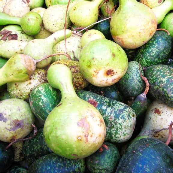 TomorrowSeeds - Large Crafting Gourds Mix Seeds - 20  Count - For 2026 Planting