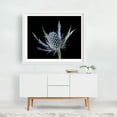 thumbnail image 2 of Sea Holly Eryngium - Photography Botanical Floral Nature Flowers Garden Abstract Minimalist White Framed Wall Art Print 16 x 20 inches, 2 of 3