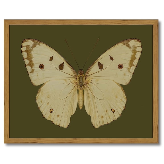 Drsoum Vintage Gold Wall Art Classical White Butterfly Paintings Small Moody Green Canvas Prints with Antique Picture Frame Victorian Wall Decor Gallery Living Room Shelf 8x10in Brown Framed