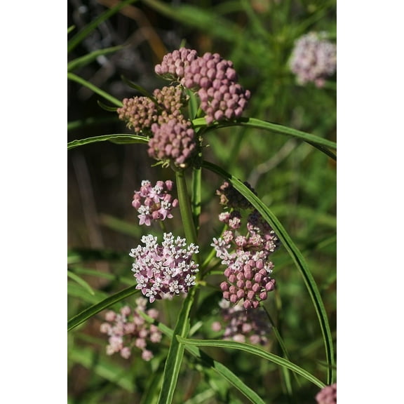 Sherwood's Seeds 10 Narrowleaf Milkweed Plant Seeds
