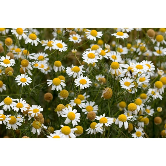 German Chamomile Seeds (Matricaria recutita) 1000 Organic seeds (0.1 grams) by Smoke Camp Crafts - Annual Chamomile, Blue Chamomile, Mayweed