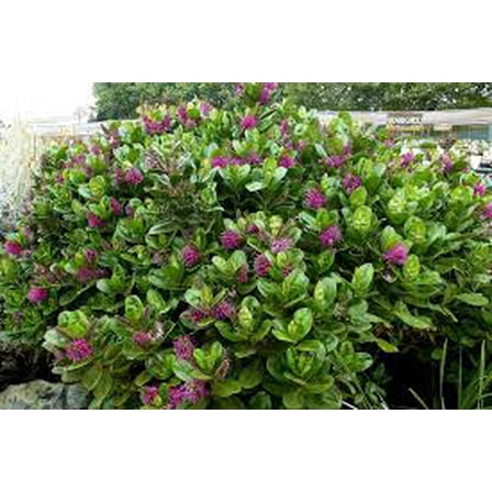 RedCrocus Hebe Western Hills Live Plant - Evergreen Compact Shrub, Summer Blooms, Pollinator Friendly, Container or Garden, Full Sun to Part Shade, Zones 8-10 1 Gallon Nursery Pot