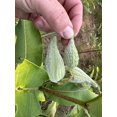 thumbnail image 4 of Pale Hybrid Clasping Milkweed Asclepias amplexicaulis - syriaca Seed Packet Monarch Butterfly, 4 of 4