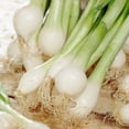 thumbnail image 1 of oignons verts  (100 Compte), 1 of 1
