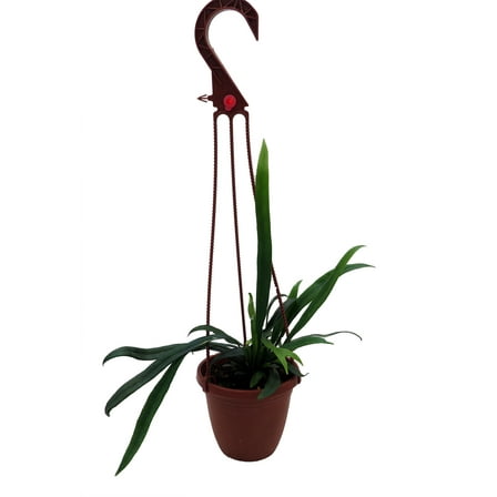 Blue Oil Fern - 4"  Hanging Basket - Microsorum thailandicum