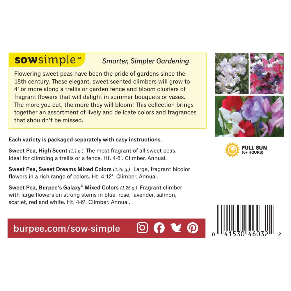 Burpee Fragrant 3 Sweet Pea Flower Seeds, Excellent Cut Flowers