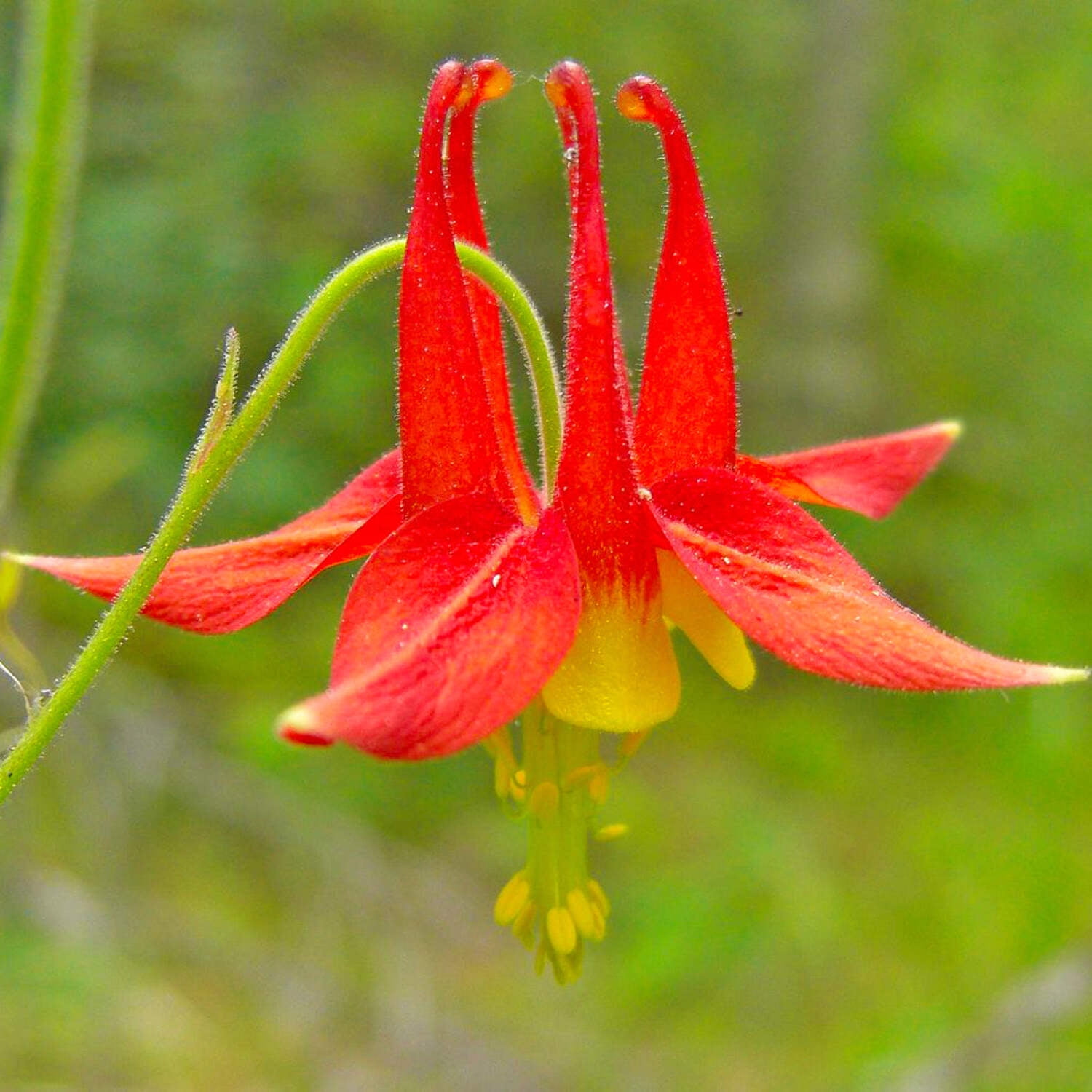 Arkansas Seed Mix