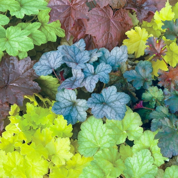 Mixed Colored Coral Bells Heuchera Dormant Bare Root Perennial Starter Plant Roots, 5 Plants per Offer