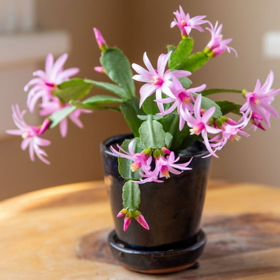 Pink Easter Cactus Plants Live 4-8 Inches, Easter Cactus Plant Live for Indoor Growing