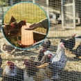 thumbnail image 6 of Amagabeli Hardware Cloth 48x50 1/4 inch Galvanized After Welding Square Chicken Wire Welded Fence Mesh Roll Raised Garden Bed Plant Supports Poultry Netting Cage Wire Snake Fence JW001, 6 of 7