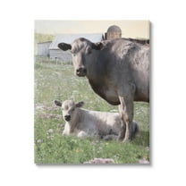 Stupell Country Cattle & Calf Farm Meadow Animals & Insects Photography Gallery Wrapped Canvas Print Wall Art