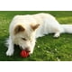 thumbnail image 4 of Pelota de goma para limpieza de dientes con forma de sandía, juguete para perros resistente a las mordeduras, color rojo pequeño, 4 of 5