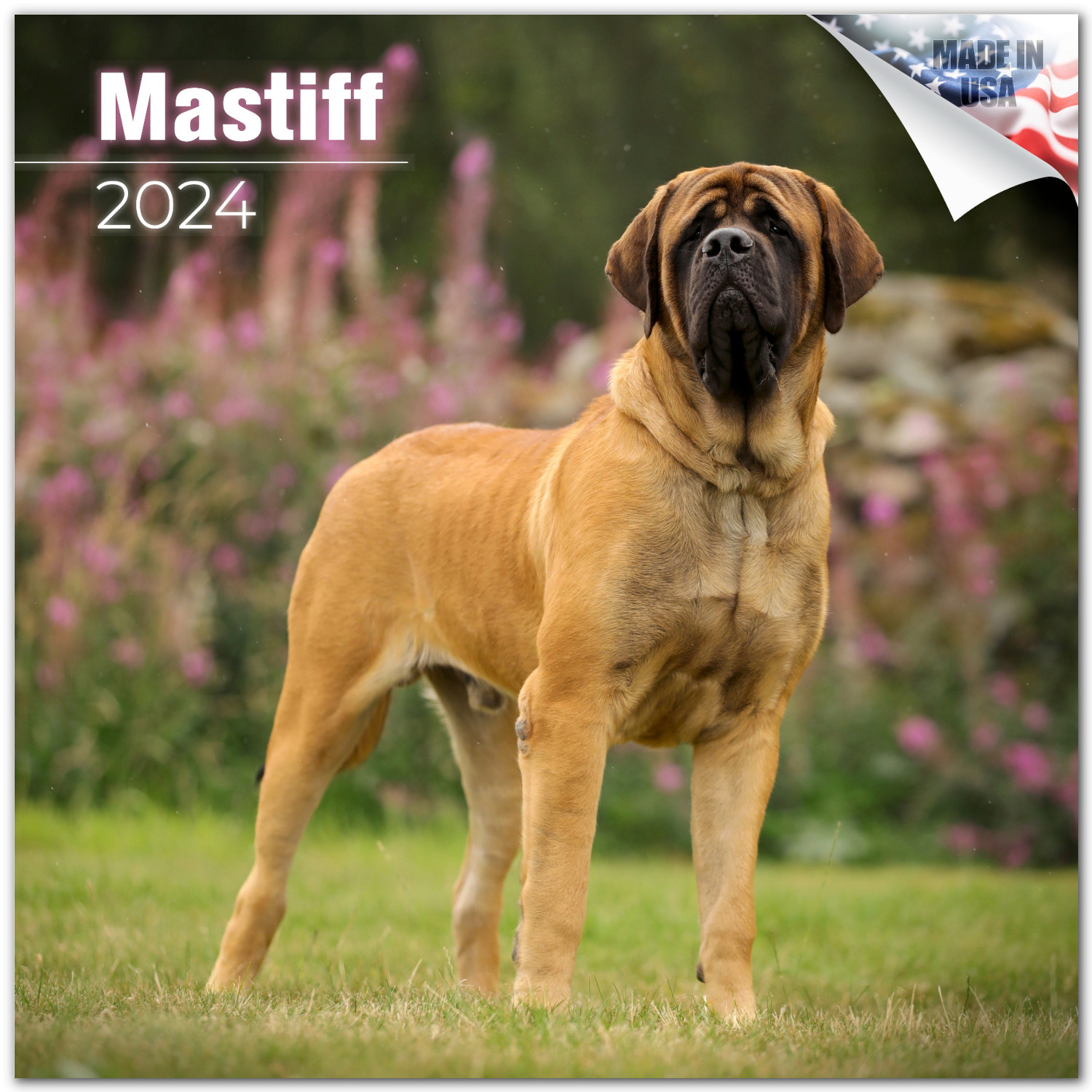 2023 2024 Mastiff Calendar Dog Breed Monthly Wall Calendar 12 x 24