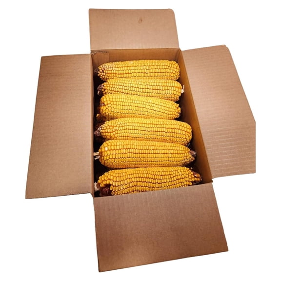 Wildlife Treats,Ear Corn Kernels, Hand Packed Boxes, Squirrel Food, 10 Pound (Pack of 1), Yellow