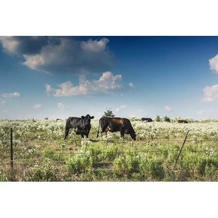 Cows in a field of wildflowers in rural Hunt County near Greenville TX Poster Print by Carol