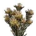 thumbnail image 2 of Vickerman 8-20" Natural Plumosum Bundle, 13 flower heads per bundle, Preserved, 2 of 2