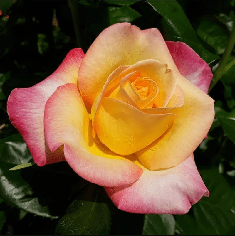 Love Peace Rose Plant Live, Fragrant Hybrid Tea Rose Flowers Well Rooted Plant for Planting Indoor Outdoor, 4 to 8 Inch Tall, Ship No Pot
