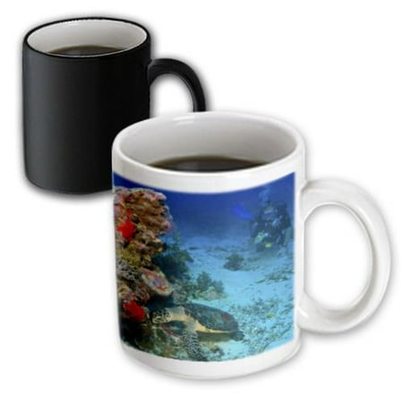 3dRose Hawksbill Turtle, Scuba Diver, Micronesia - OC16 SWS0045 - Stuart Westmorland, Magic Transforming Mug, 11oz