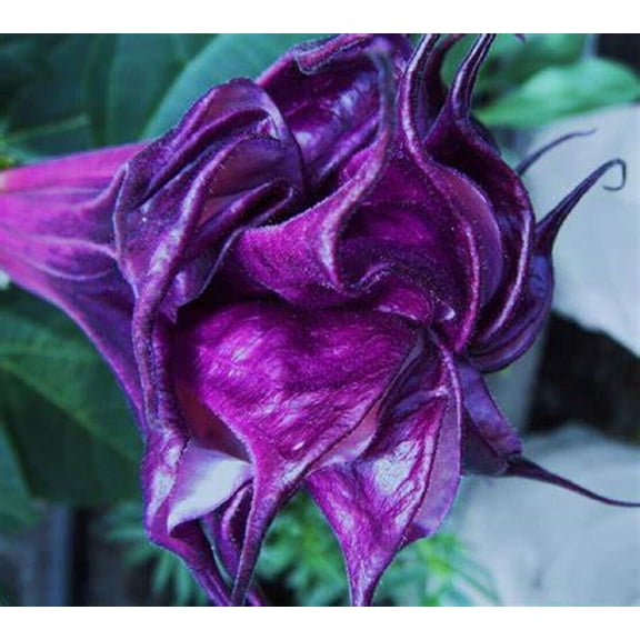 10 Double Queen Rose Angel Trumpet Seeds