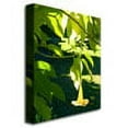 thumbnail image 2 of Trademark Fine Art "Singe Angel's Trumpet" Canvas Wall Art by Amy Vangsgard, 2 of 3