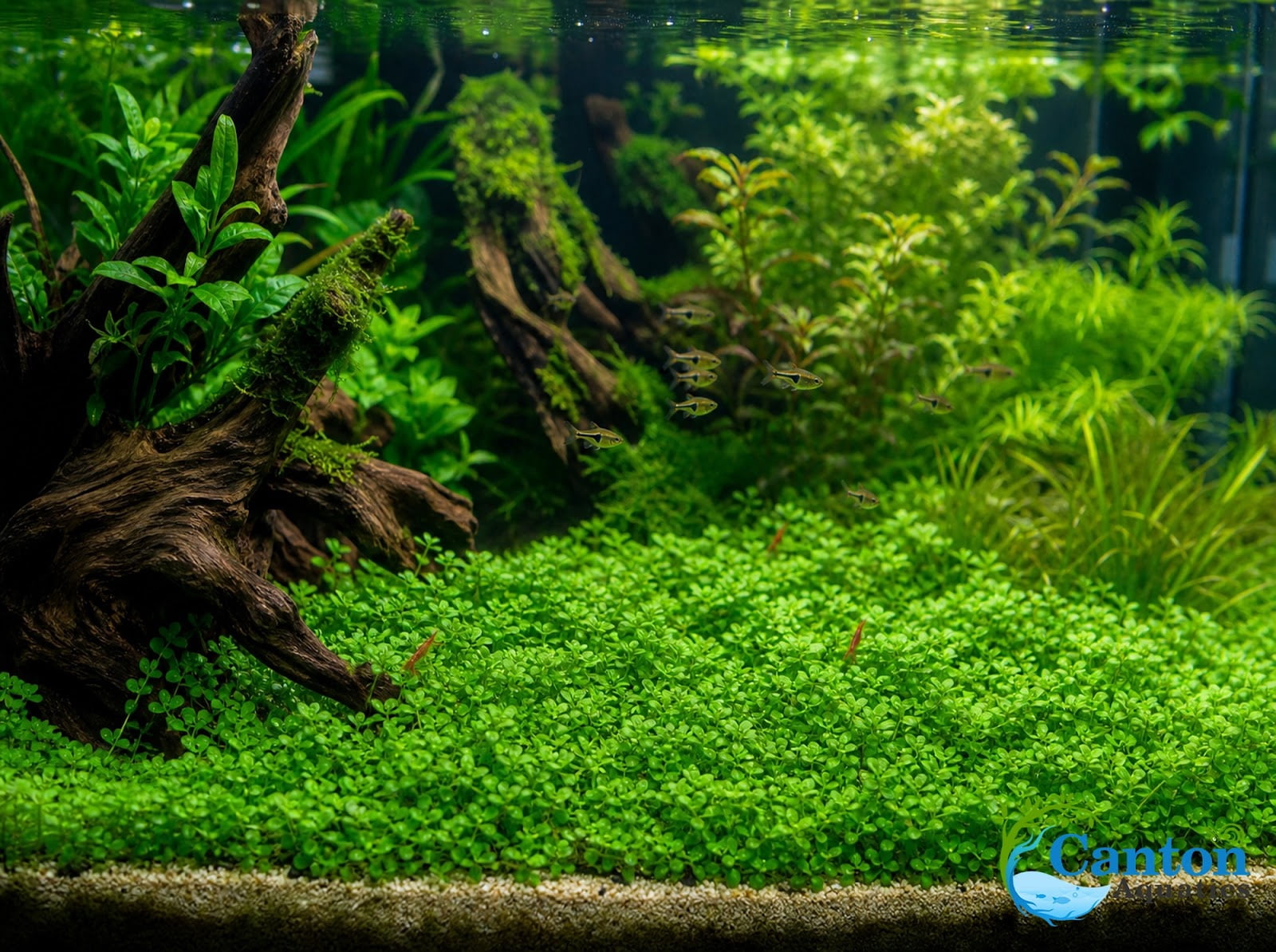 Canton Aquatics Staurogyne Repens Live Aquarium Plant 3 Portions Freshwater