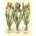 thumbnail image 2 of Besler, Basilius 26x32 White Modern Wood Framed Museum Art Print Titled - Bulb Garden II, 2 of 4