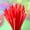 Red-RD, variant on MMJ Star Shaped Drinking Straws 50 Pack Red White Blue Food Grade Plastic Thick Party Cocktail Home Commercial Use