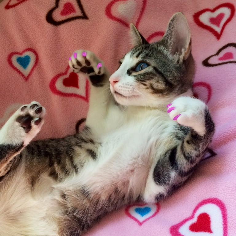 Pink cat hot sale paws