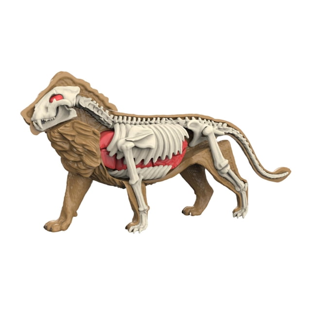 jiaping Animal Body Model Classroom Body Organ Parts for Study Tool Ages 8+ Children 3108