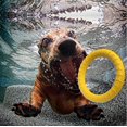 thumbnail image 5 of ShenMo 1 Piece Dog Fitness Ring, Dog Agility Exercise Equipment, Interactive Tug of War Training Ring for Small and Large Dogs (Yellow) 19.5cm Diameter, 5 of 5