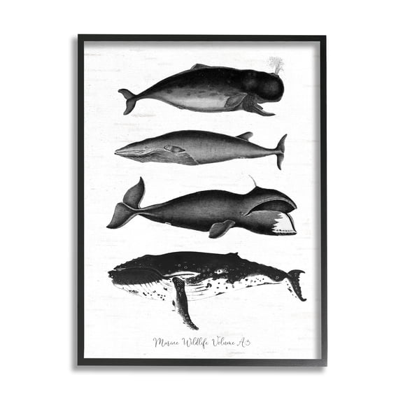 Stupell Industries Marine Wildlife Whales Drawings Diagram Weathered Pattern Graphic Art Black Framed Art Print Wall Art, Design by Lettered and Lined