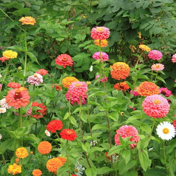 Zinnia Flower Garden Seeds - California Giant Mix - 5 g Packet - Annual Flower Gardening Seed