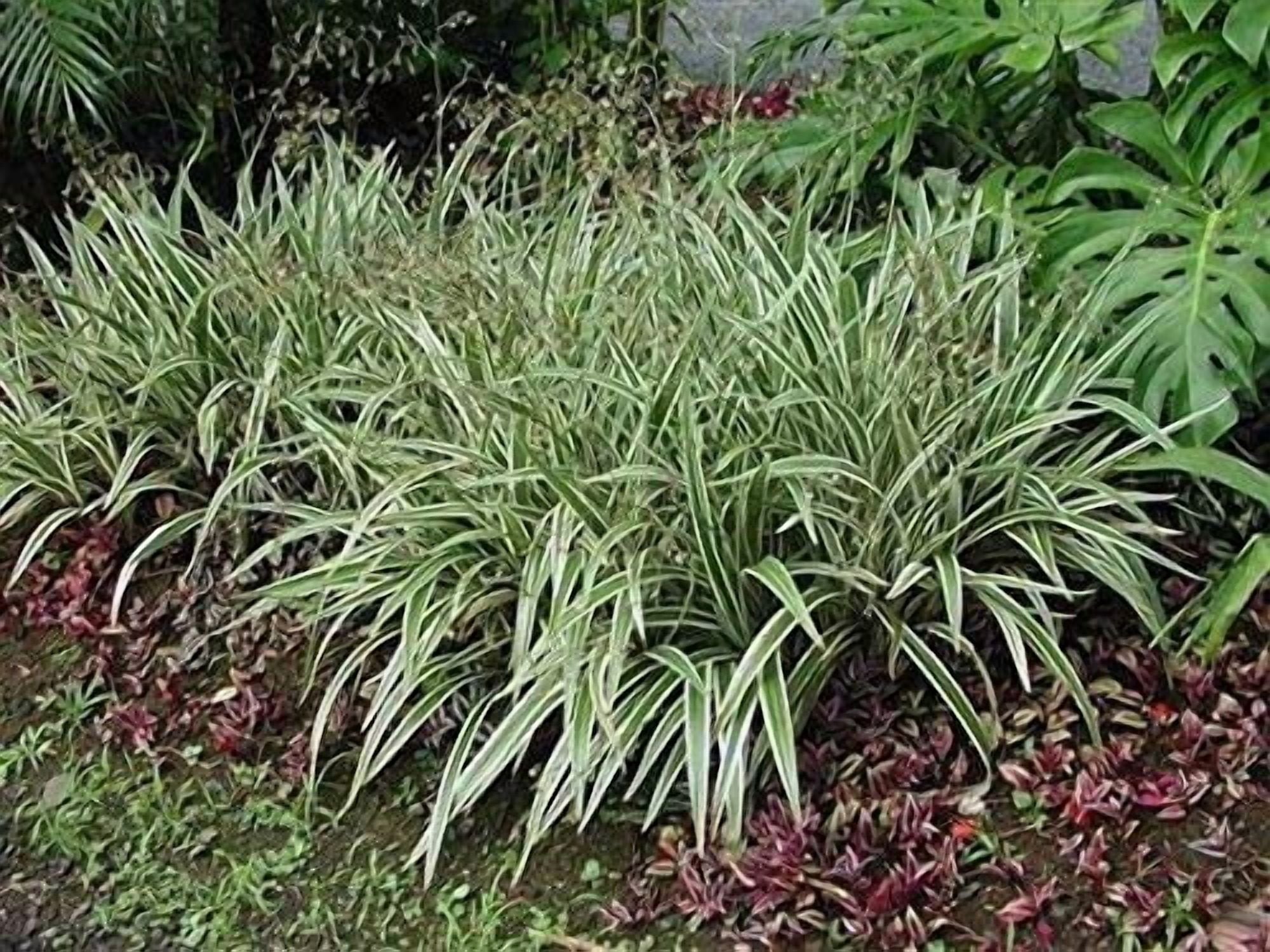 Flax Lily  Variegated Dianella Tasmanica Variegata  3 Live Plants  Evergreen Shade Loving Grass