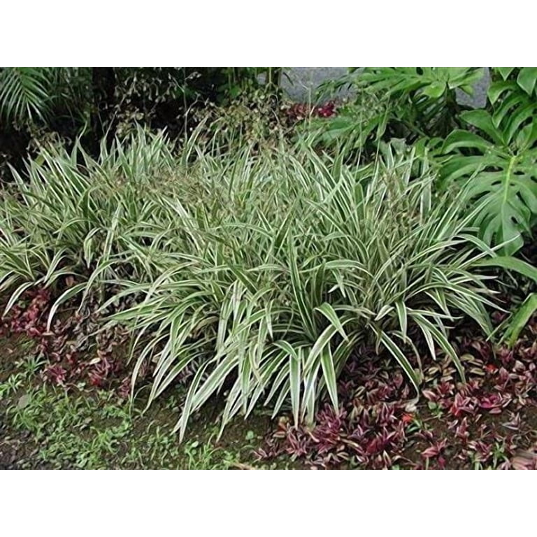 Flax Lily Variegated Dianella Tasmanica Variegata 20 Live Plants Evergreen Shade Loving Grass