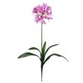 thumbnail image 1 of Tige de Lys Africain 29 Pouces (Ensemble de 12), 1 of 3