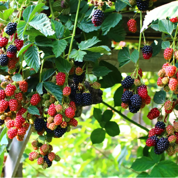 Live Dewberry Plant, 4-6 Inch Tall Fruit Berry Starter in 4 Inch Pot, Outdoor Garden and Patio Plant