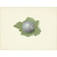 thumbnail image 2 of Elisabeth Geertruida van de Kasteele 18x15 Black Ornate Wood Framed Double Matted Museum Art Print Titled - Plum on a Leaf (1818 - 1853), 2 of 5