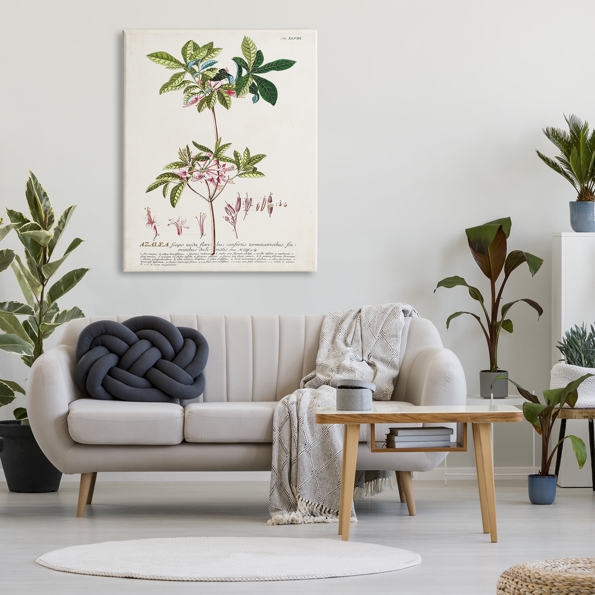 Stupell Home Décor Botanical Plant Illustration Pink Flowers Vintage Design Canvas Wall Art by Unknown