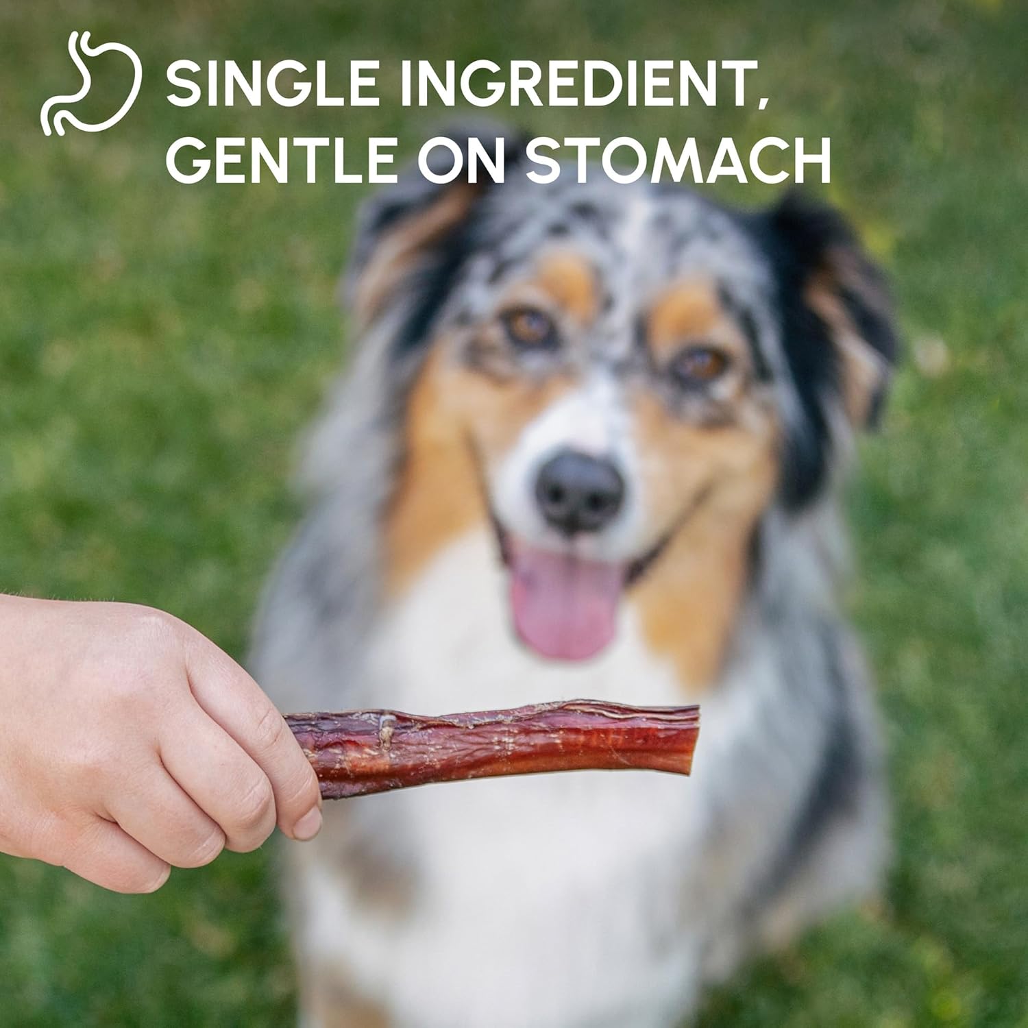 Bully Sticks for Dogs - Natural 6 Inch Beef Chews, Odor-Free & Rawhide-Free, Long Lasting Dog Treats for Aggressive Chewers - Healthy, Safe & Delicious Chews Dogs Love (5 Pack)