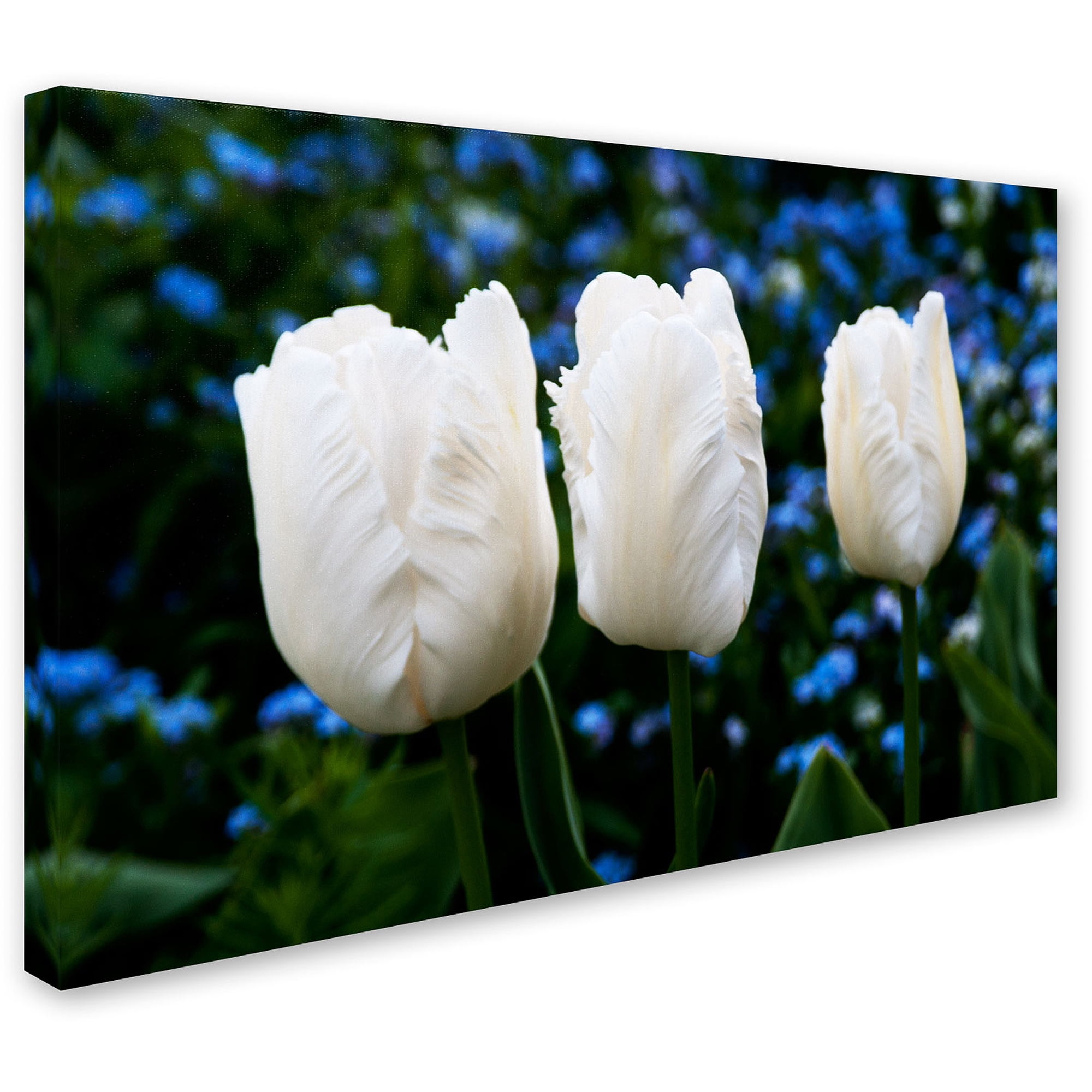 Trademark Fine Art "Three Parrot Tulips" Canvas Art by Kurt Shaffer