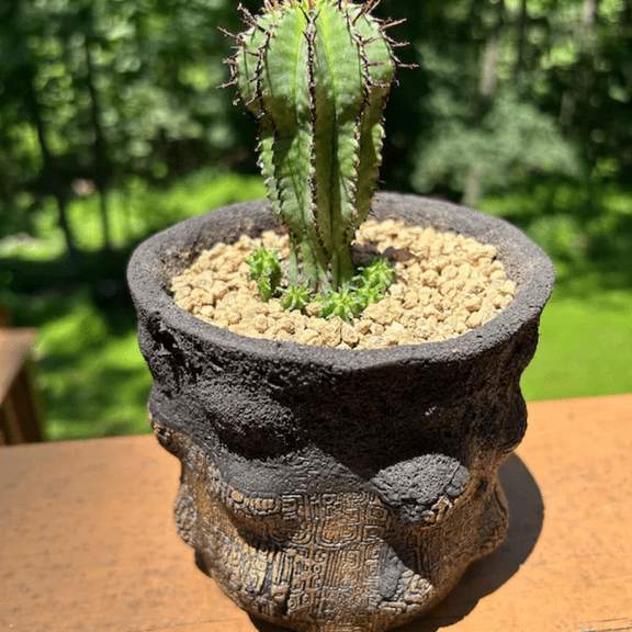 Euphorbia Horrida Boiss, Rare Cactus, Small Succulent, Live Plant in 4'' pot