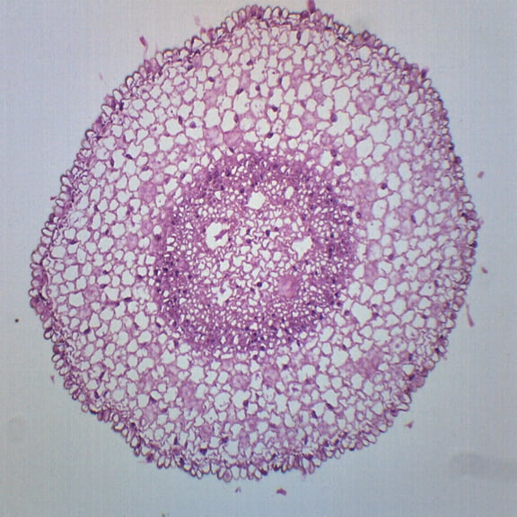 Zea Mays Root Tip, Cross Section - Prepared Microscope Slide - 75 x 25mm - Biology & Microscopy - Eisco Labs