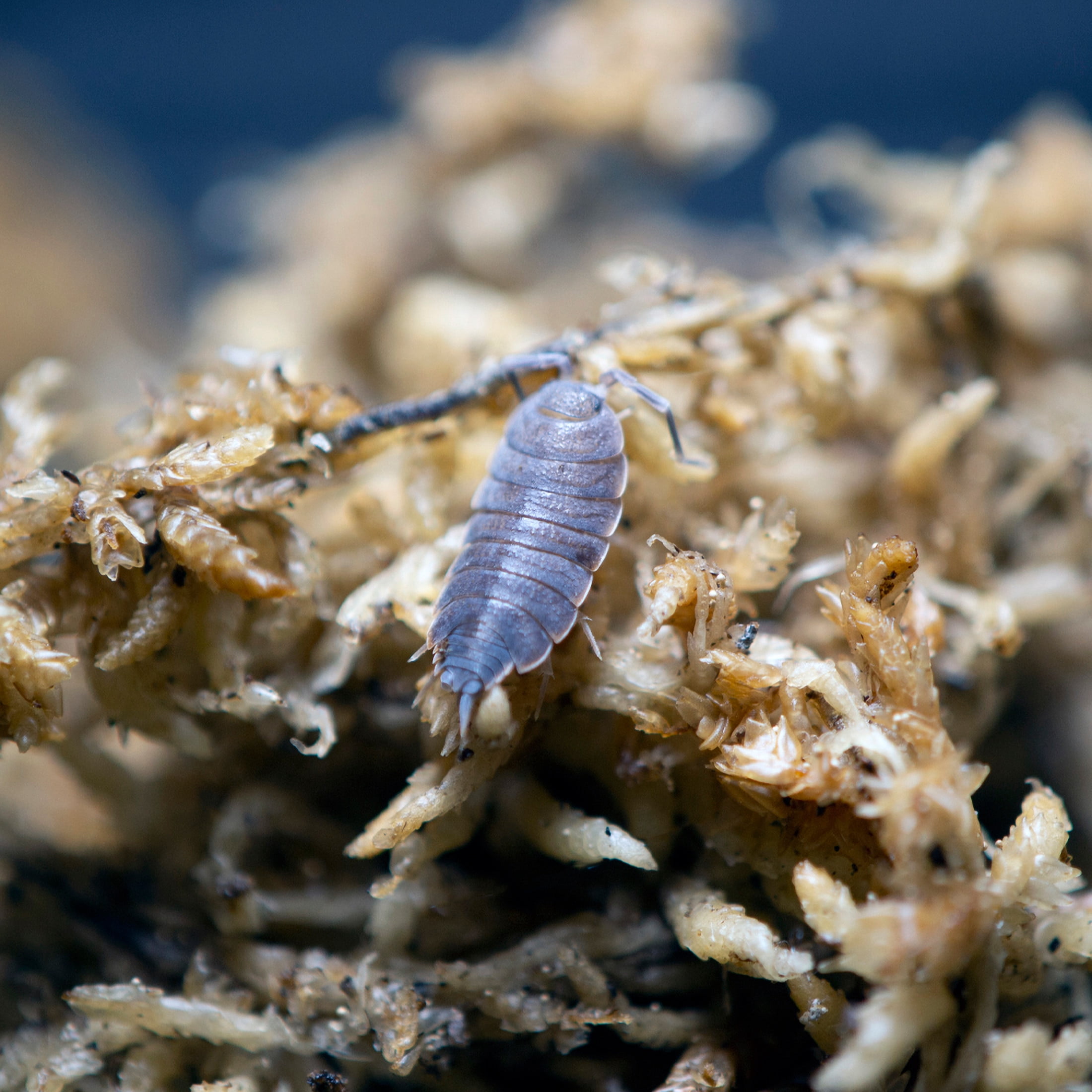 ReptiCulture Powder Blue Isopod 15 ct