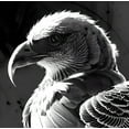 thumbnail image 2 of Majestic Raptor - Majestic Birds Canvas Wall Art, 2 of 2