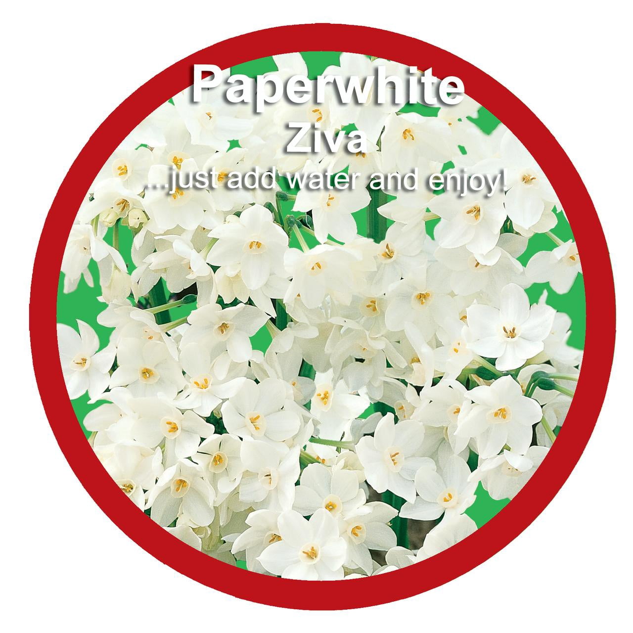 EuroBlooms Paperwhite Ziva Live Plant in 6 in. Red Decorative Pot