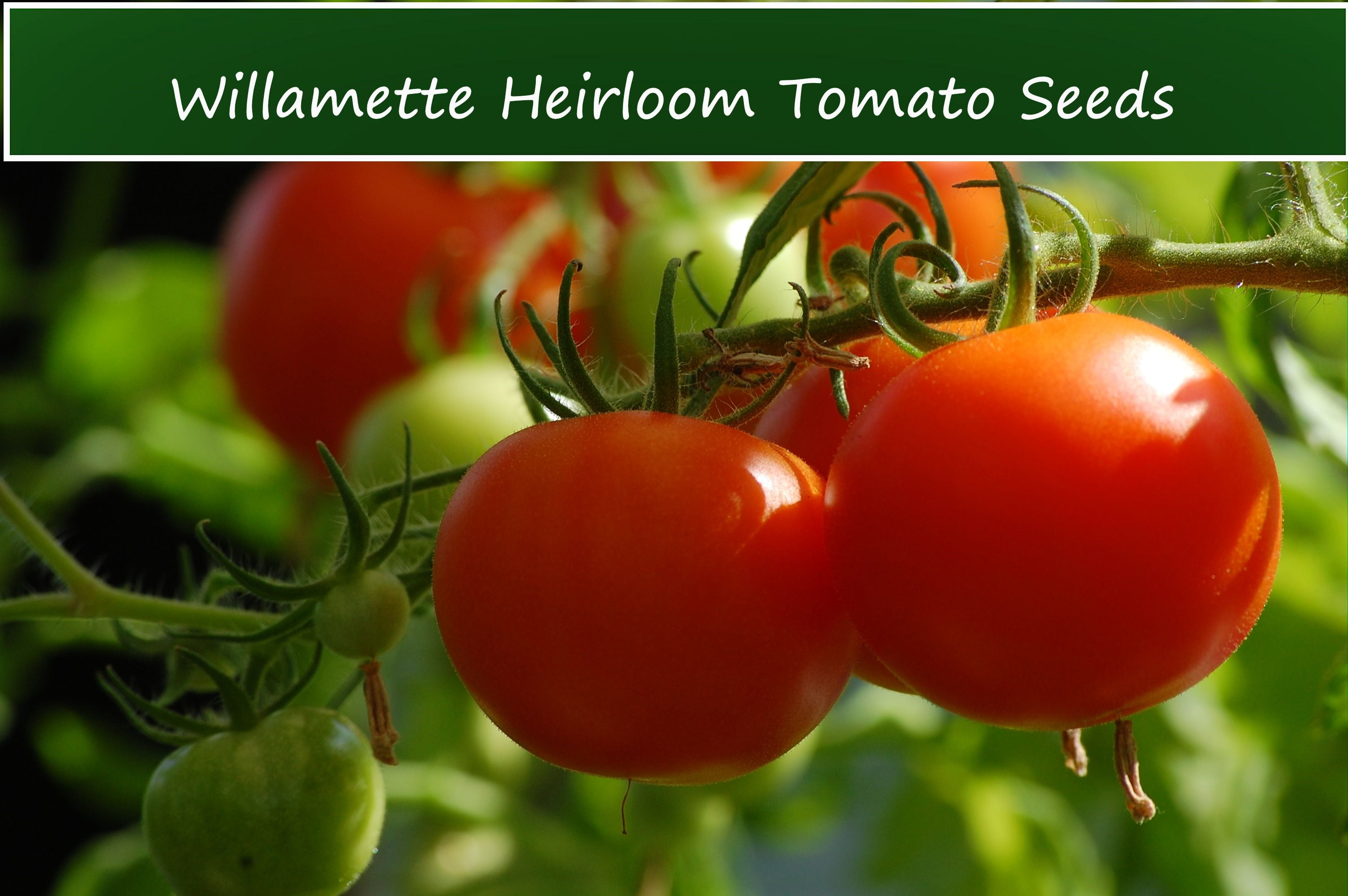 TOMATO SEEDS -Willamette Tomato -20 Seeds- Heirloom Vegetable- Old ...