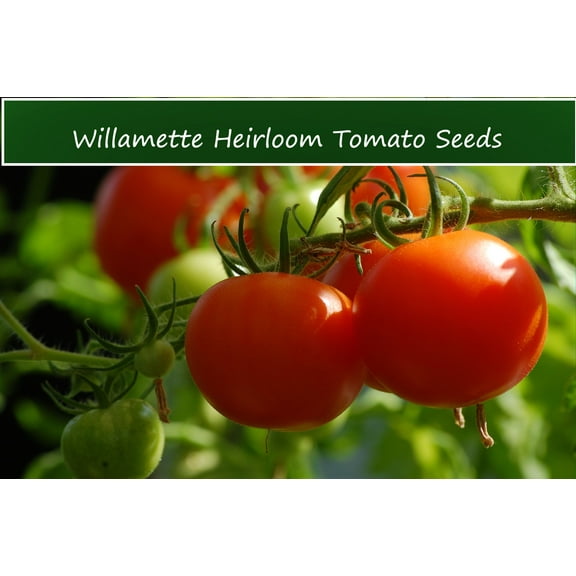 TOMATO SEEDS -Willamette Tomato -20 Seeds- Heirloom Vegetable- Old Fashioned Flavor- Use Canned- Fresh- Frozen -All Natural