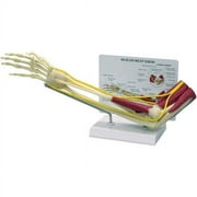 Muscled Right Elbow Joint Model